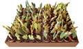 2" Cactus Opuntia Assortment
